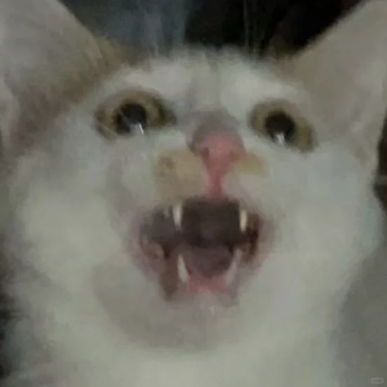 我会一直为我家猫做表情包的……