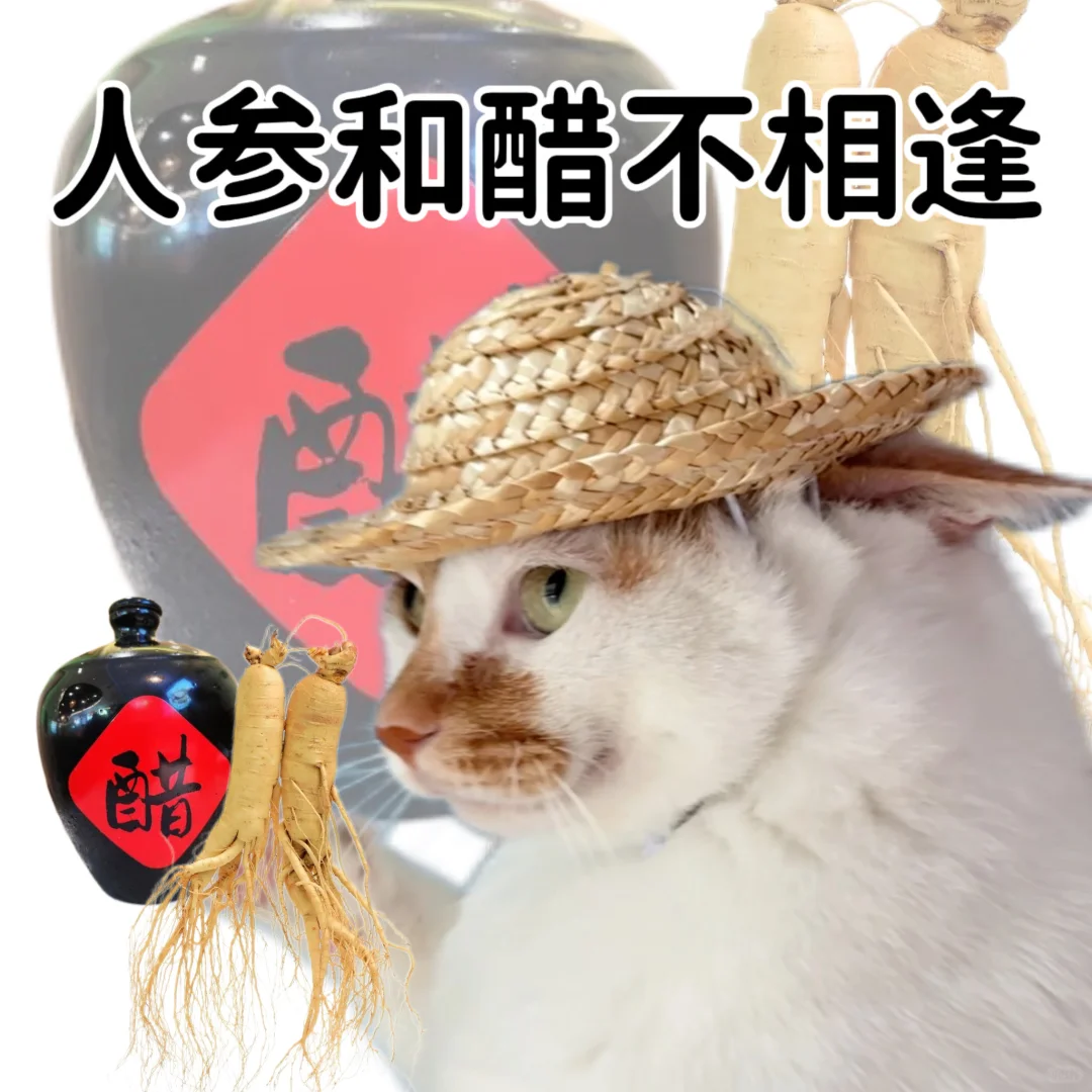 小猫演绎食物谐音梗