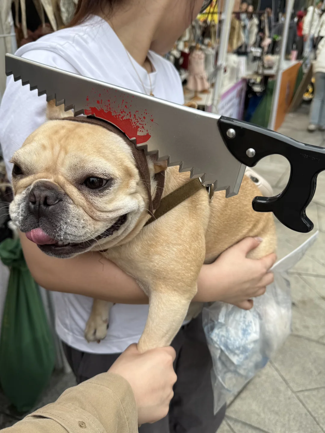 万能小红书求杭州11.1法斗美少女壮士照片