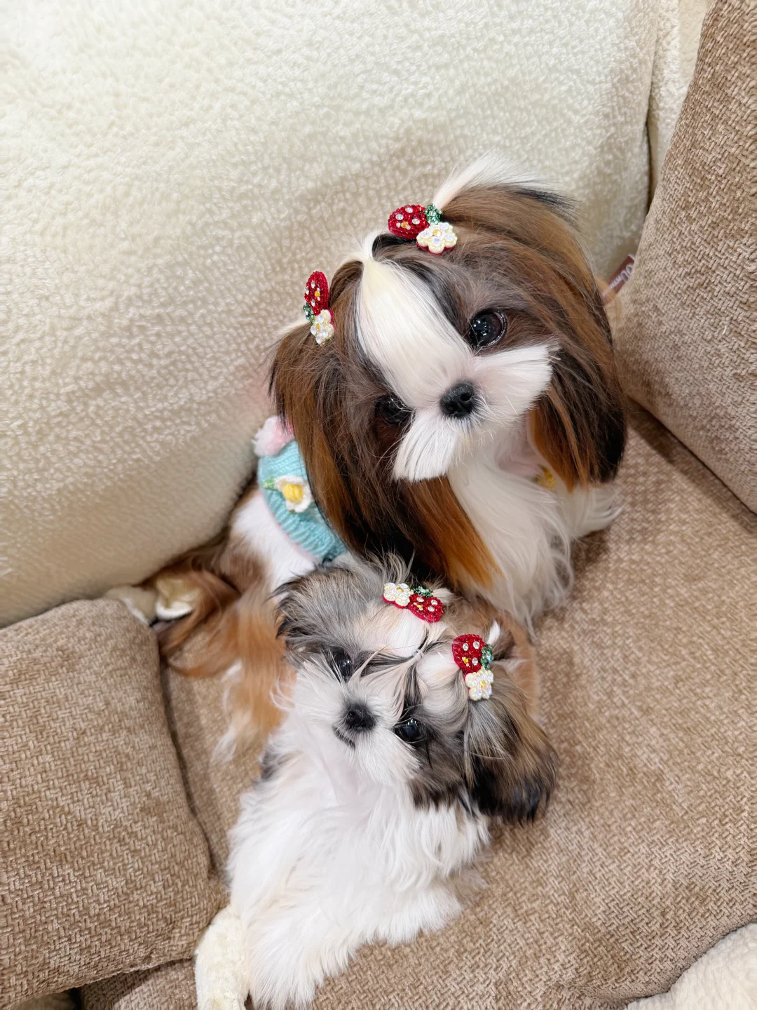 谁曾想谁曾想？姐妹一起拍照了！