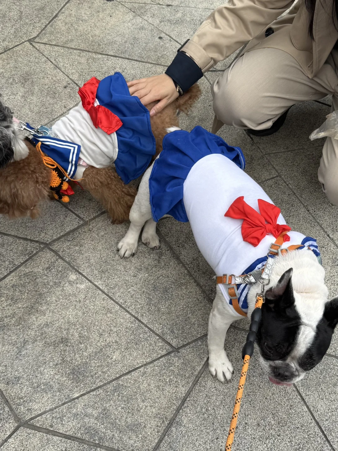 万能小红书求杭州11.1法斗美少女壮士照片