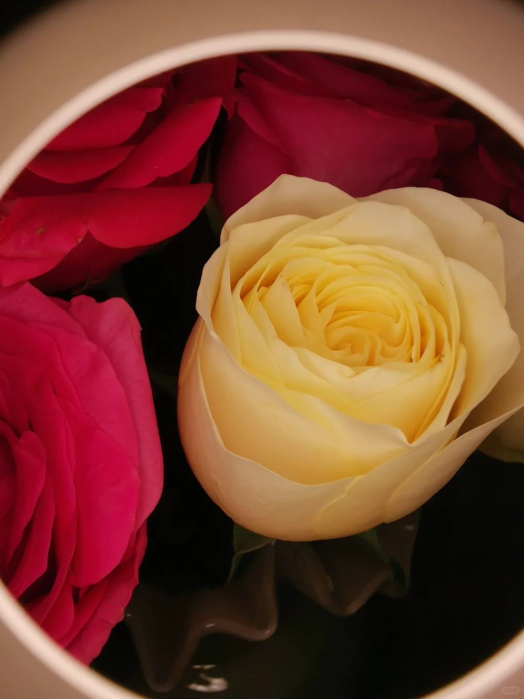 10月～第三束鲜花，娇艳的佛洛伊德。