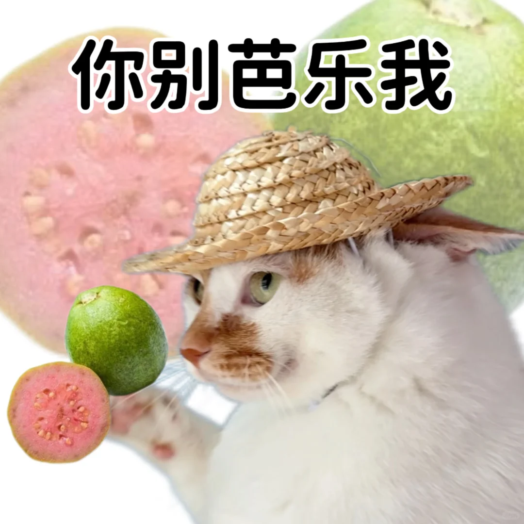小猫演绎食物谐音梗
