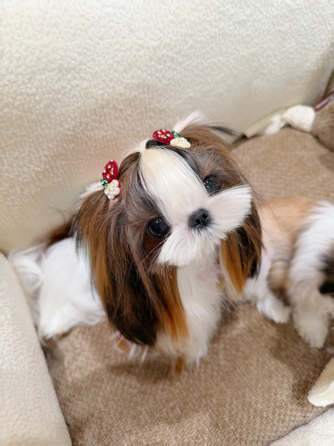 谁曾想谁曾想？姐妹一起拍照了！