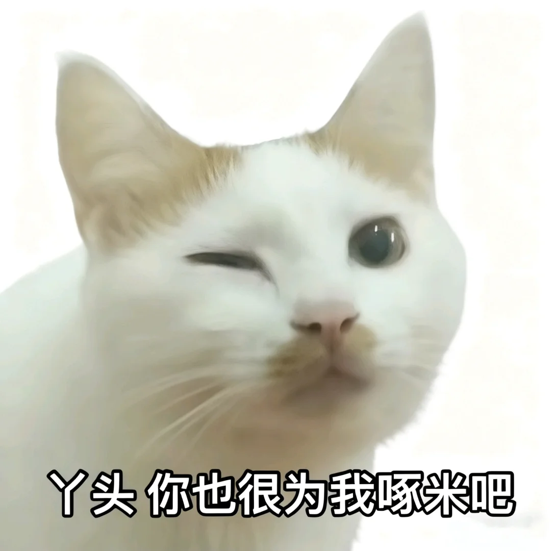 我会一直为我家猫做表情包的……