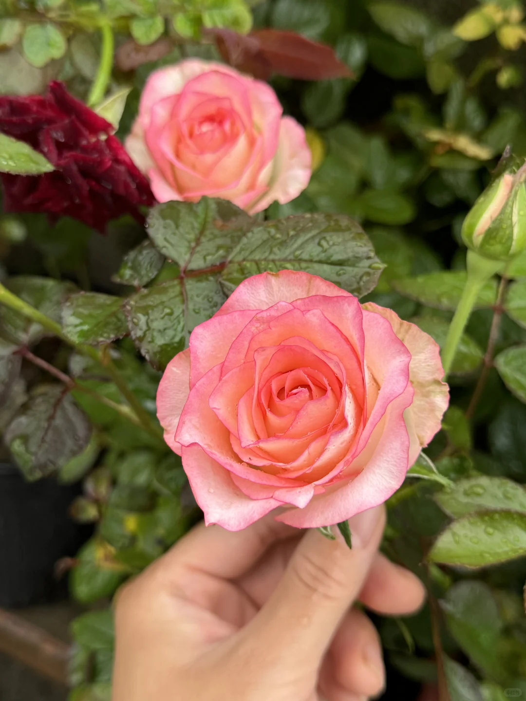 雨后的月季，娇艳欲滴