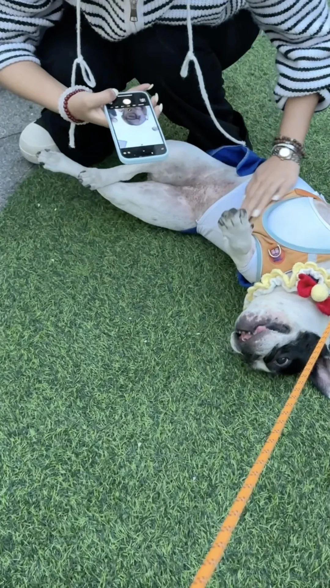 万能小红书求杭州11.1法斗美少女壮士照片