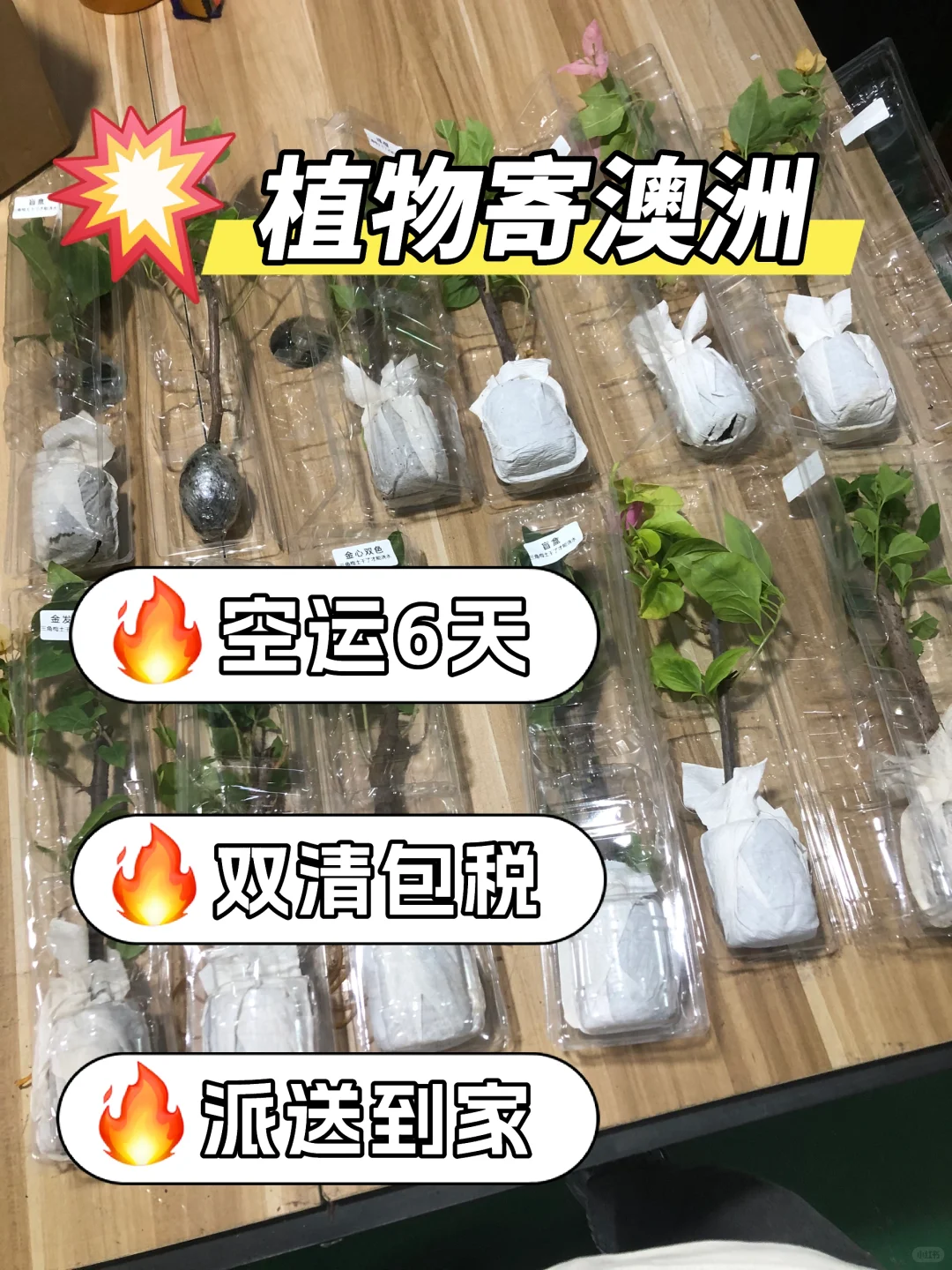 澳洲植物寄快递，6天签收，超省心！