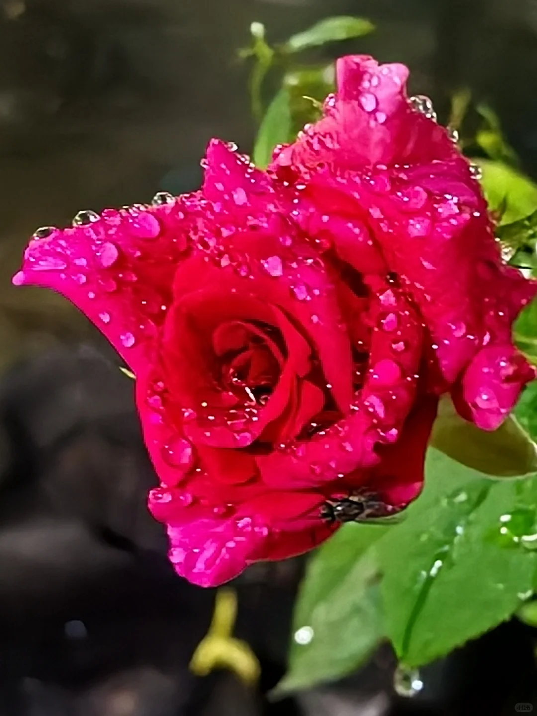 秋天除了菊花，还有......