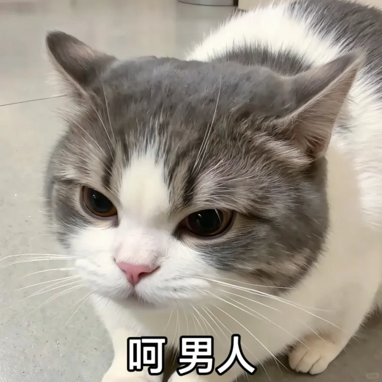 情侣聊天专用可爱小猫表情包