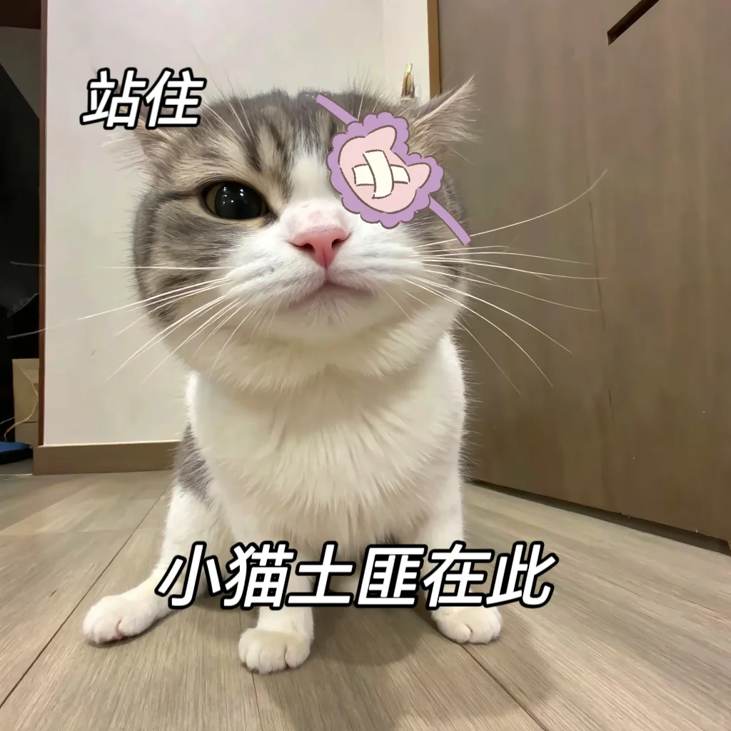 情侣聊天专用可爱小猫表情包