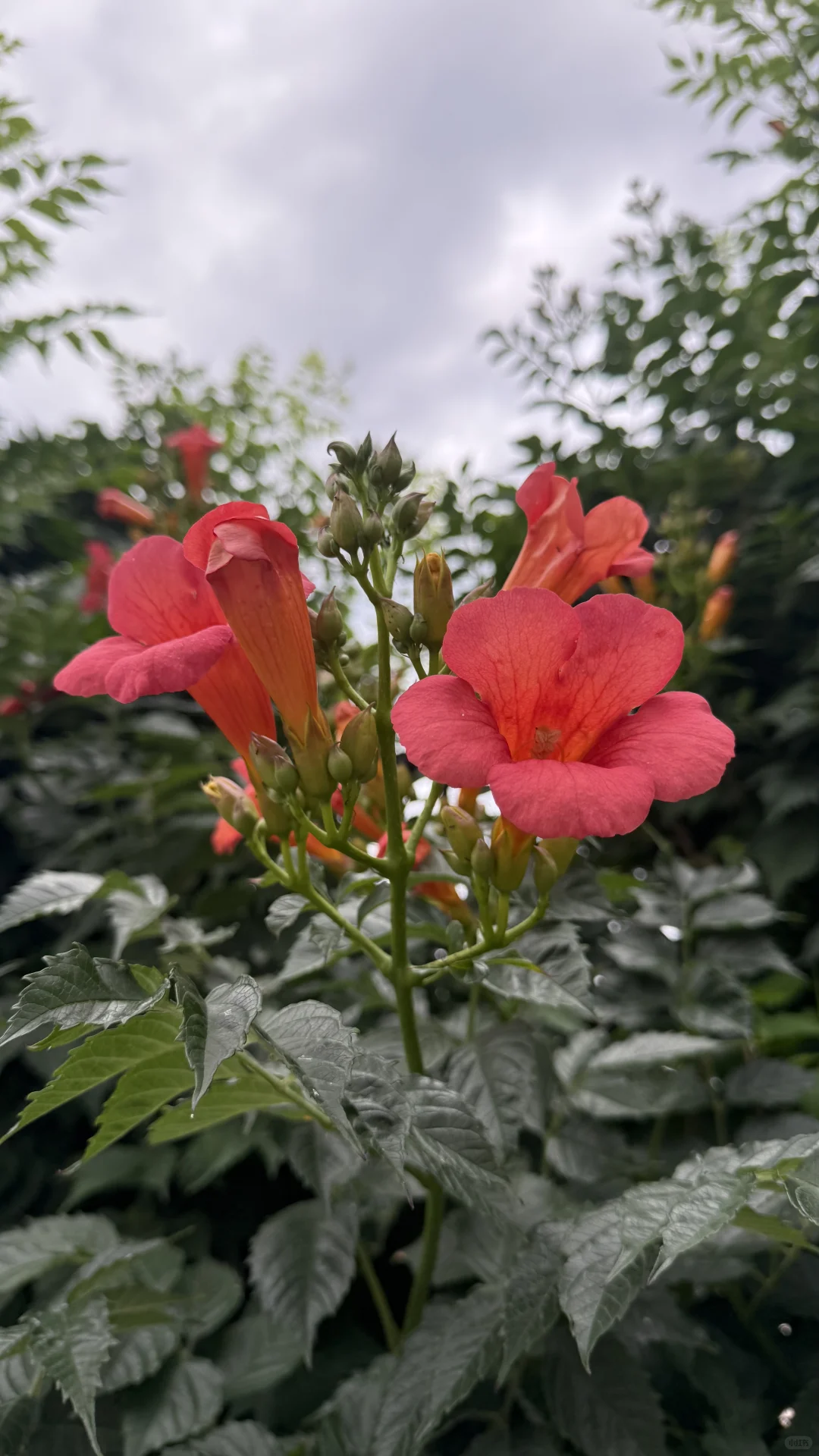 什么花如此娇艳