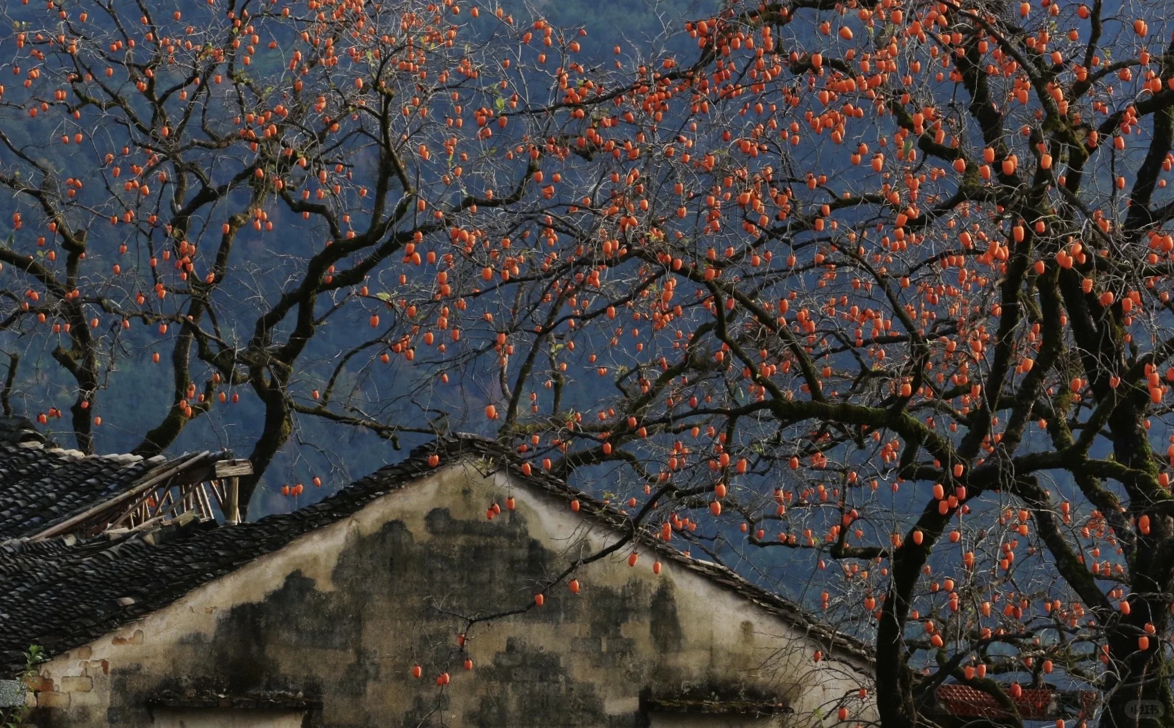 花柿灯如昼｜开始期待西炉村的柿子了。