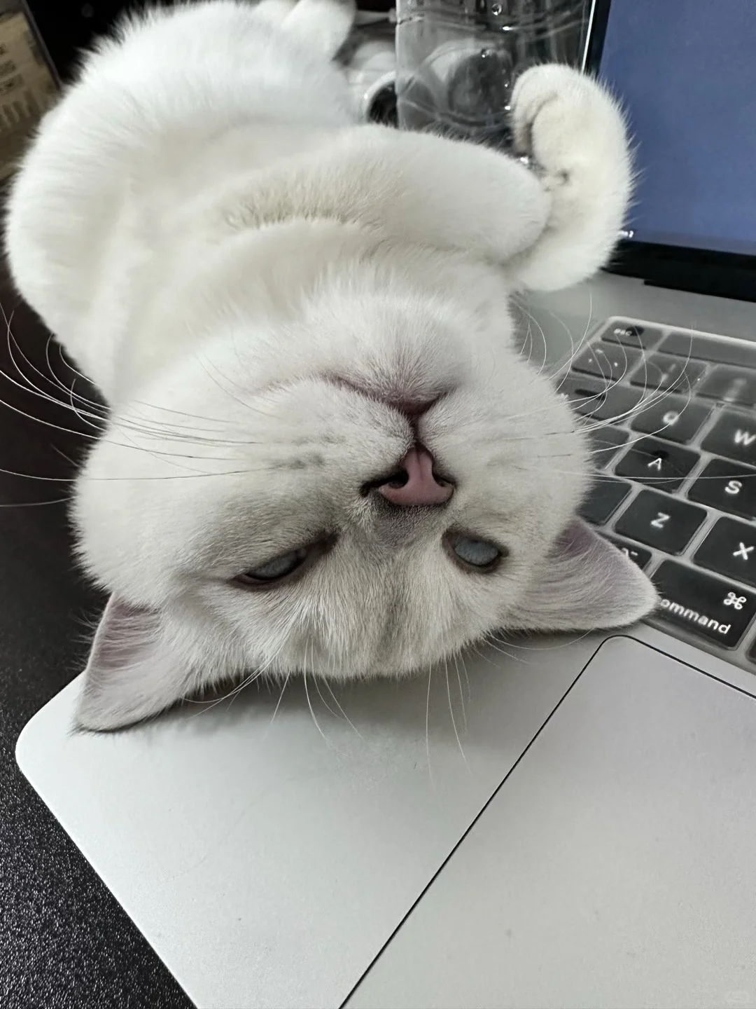 媚眼如丝→鬼迷日眼