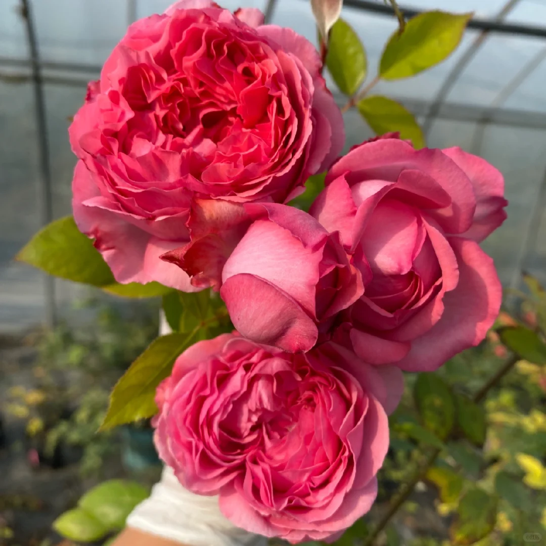 随手拍#伊芙妖艳