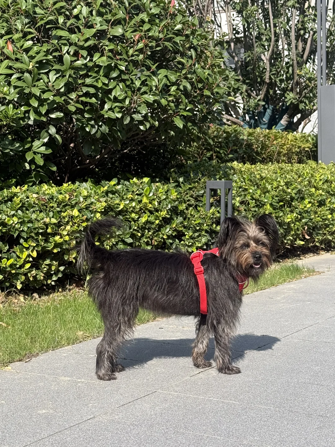 峡谷红，也不错。我们黑皮就要妖艳的颜色