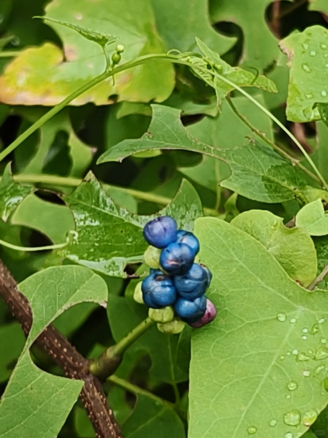 杠板归~确实怪妖艳的