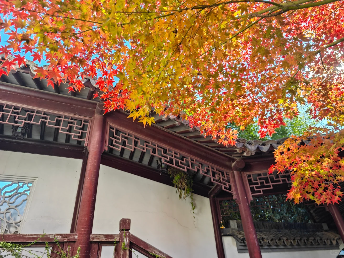 北平之秋，这颜色妖艳的完全不用加滤镜