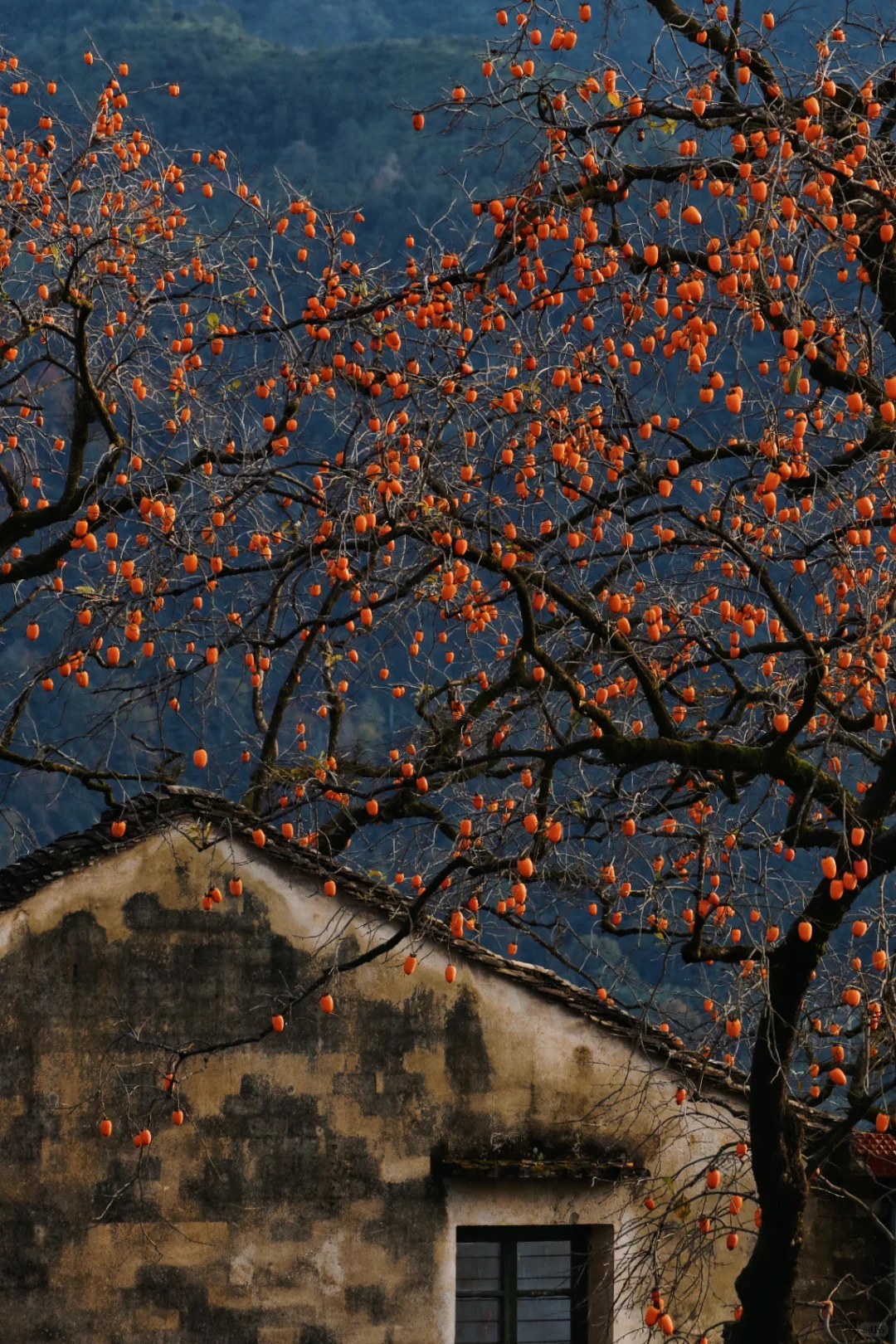 花柿灯如昼｜开始期待西炉村的柿子了。