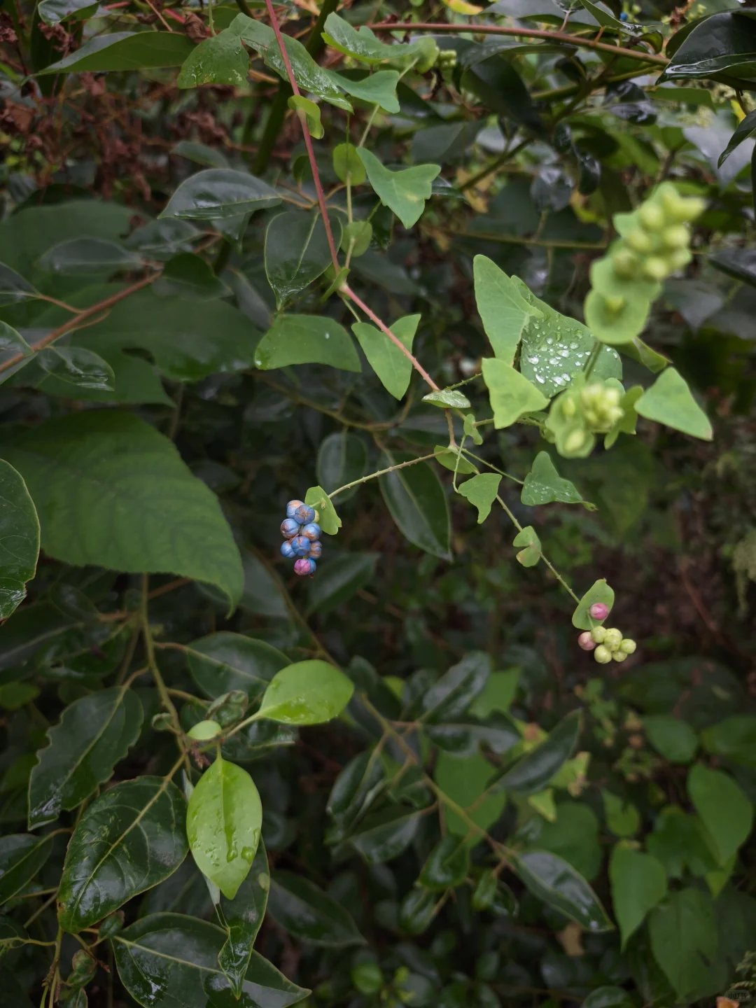 杠板归~确实怪妖艳的