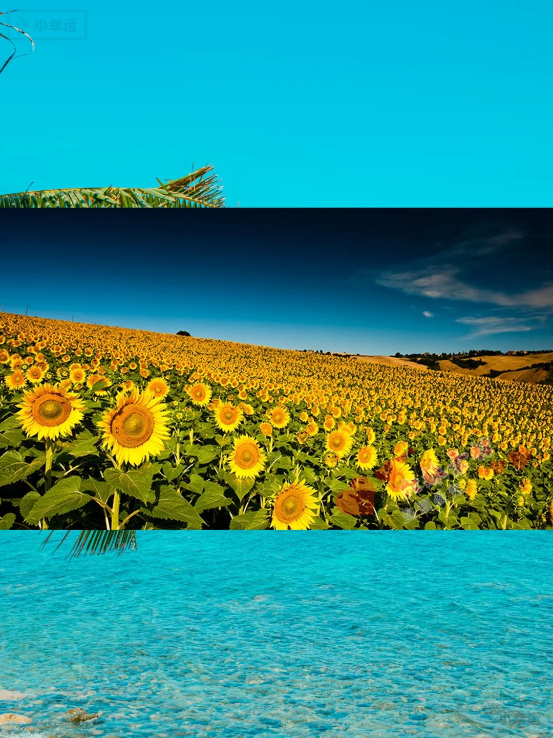 4K高清向日葵图片素材下载绝美花海壁纸