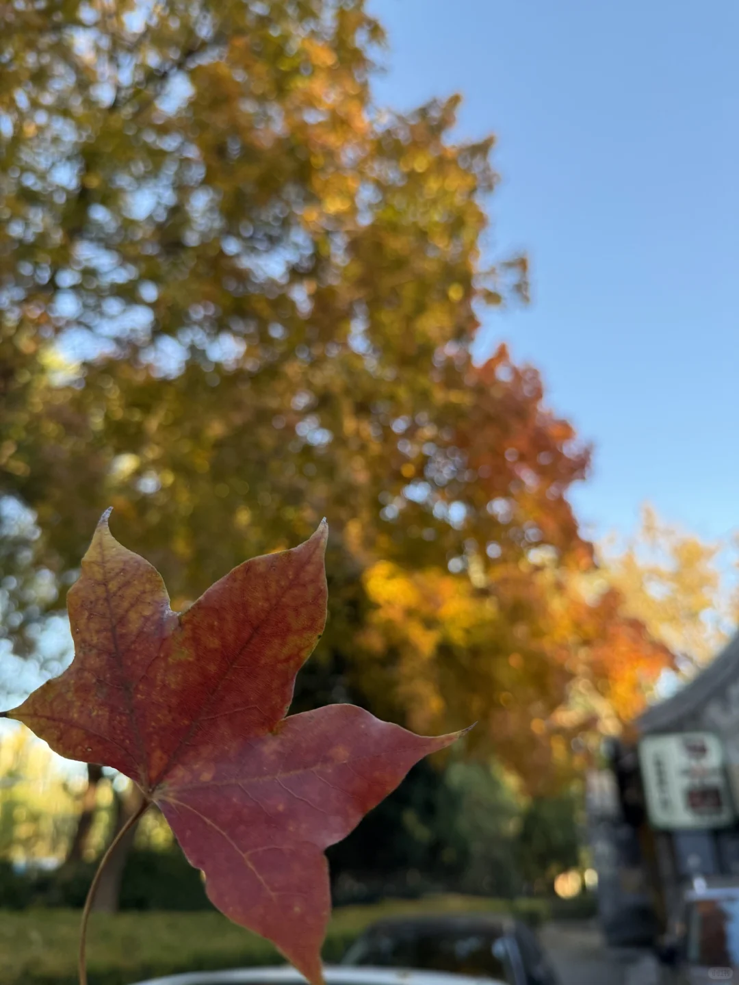 秋天就是属于幸福的季节🍂