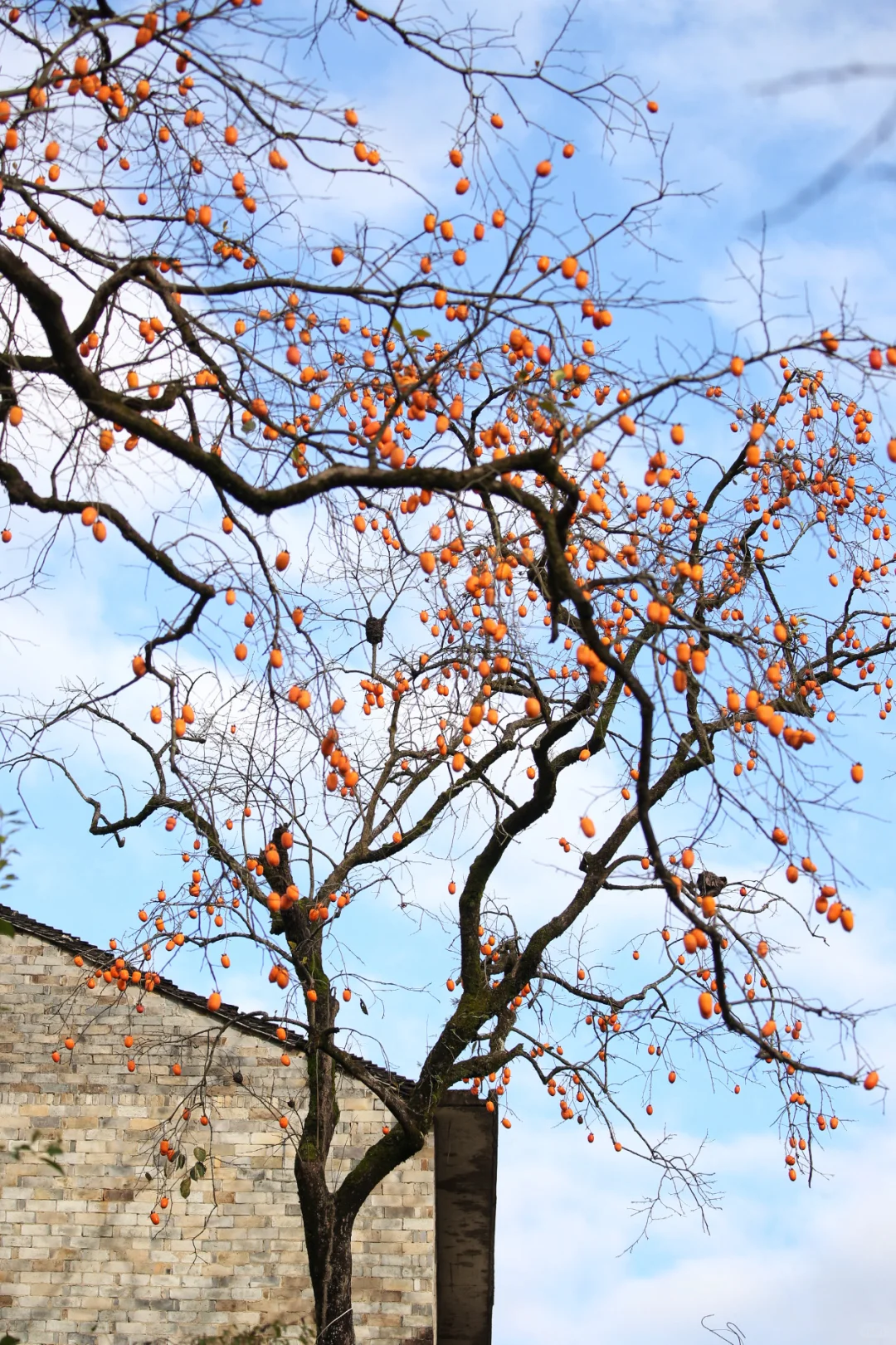 花柿灯如昼｜开始期待西炉村的柿子了。