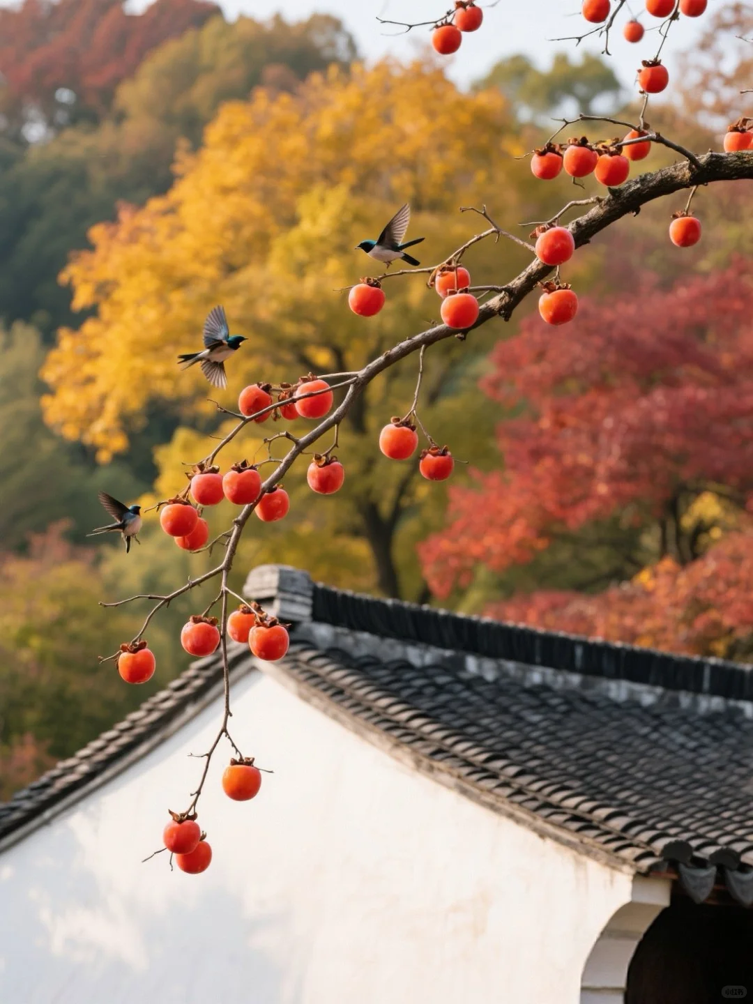 柿柿如意、早安。