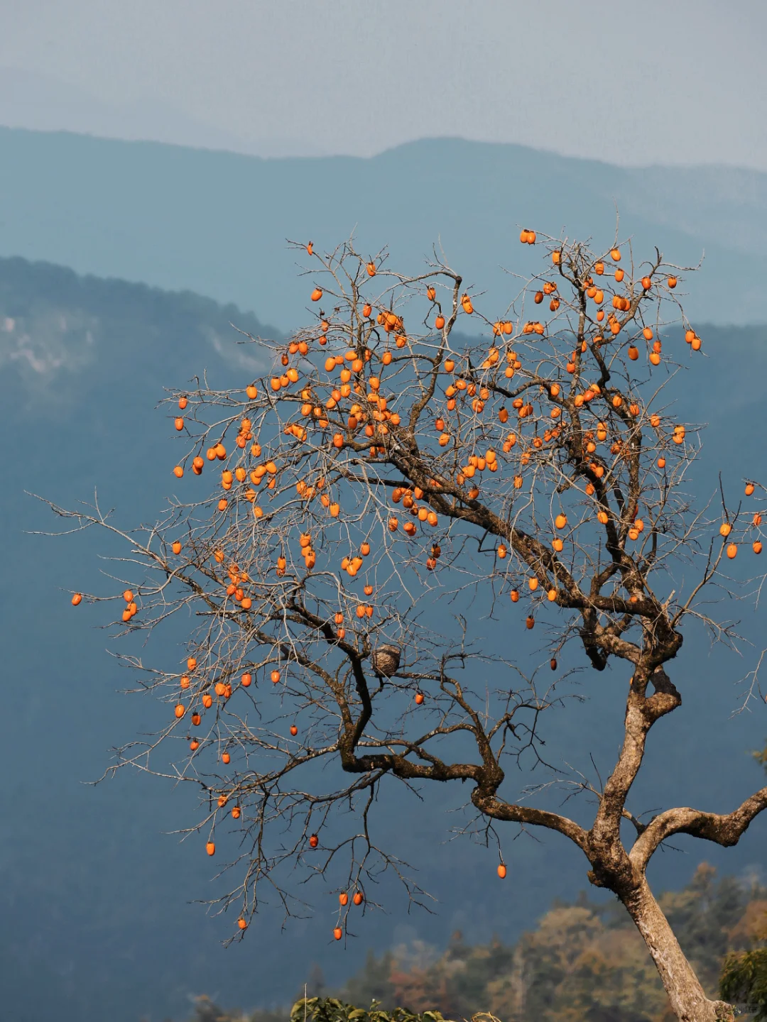 花柿灯如昼｜开始期待西炉村的柿子了。