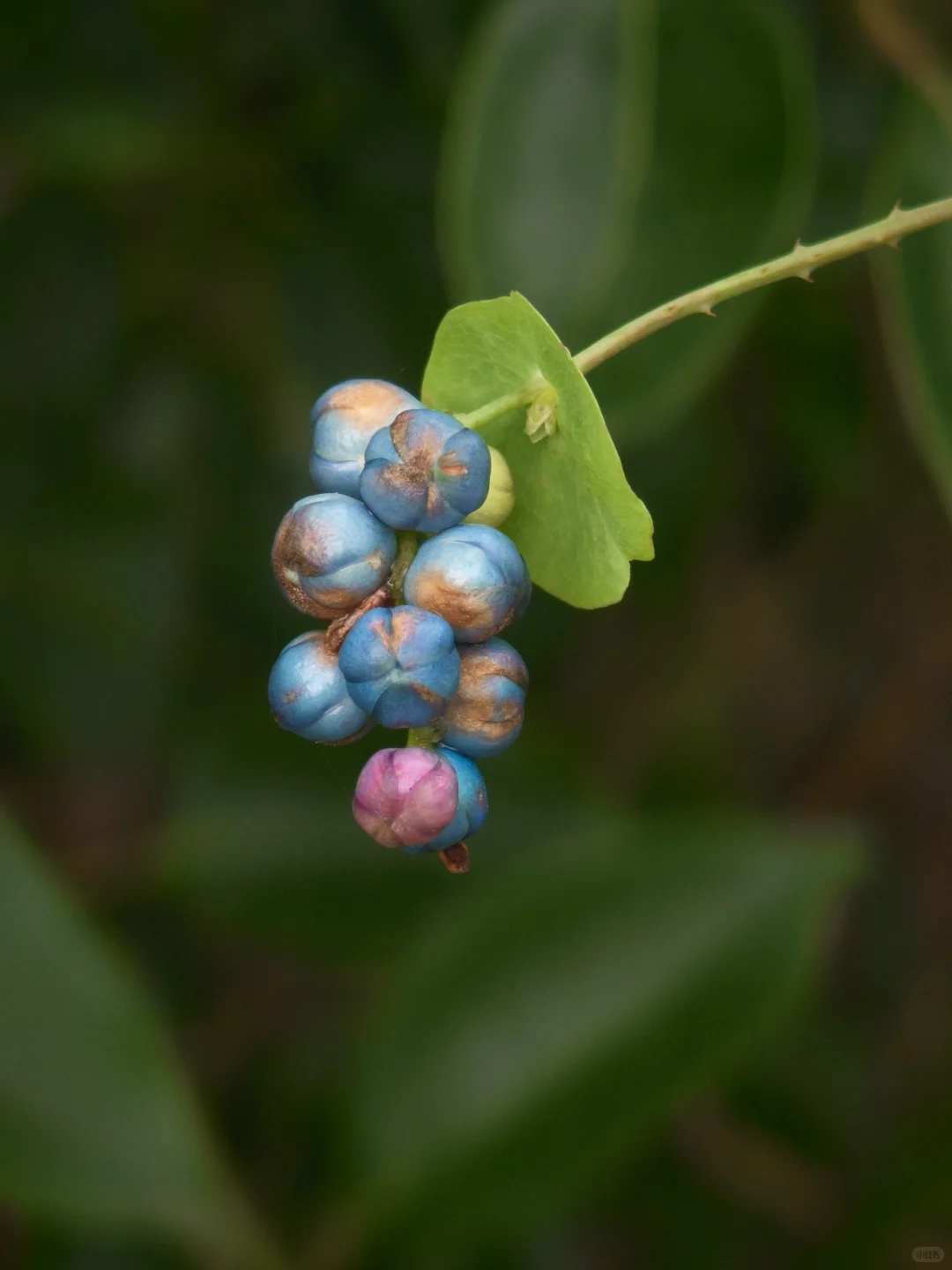 杠板归~确实怪妖艳的