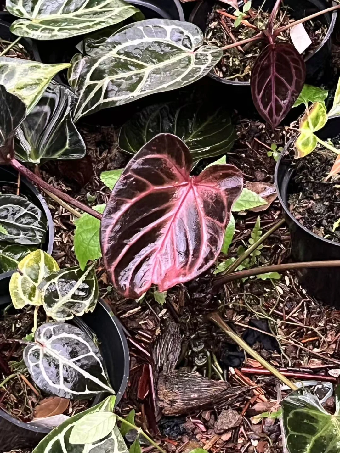 看👀这祸国的妖艳色！