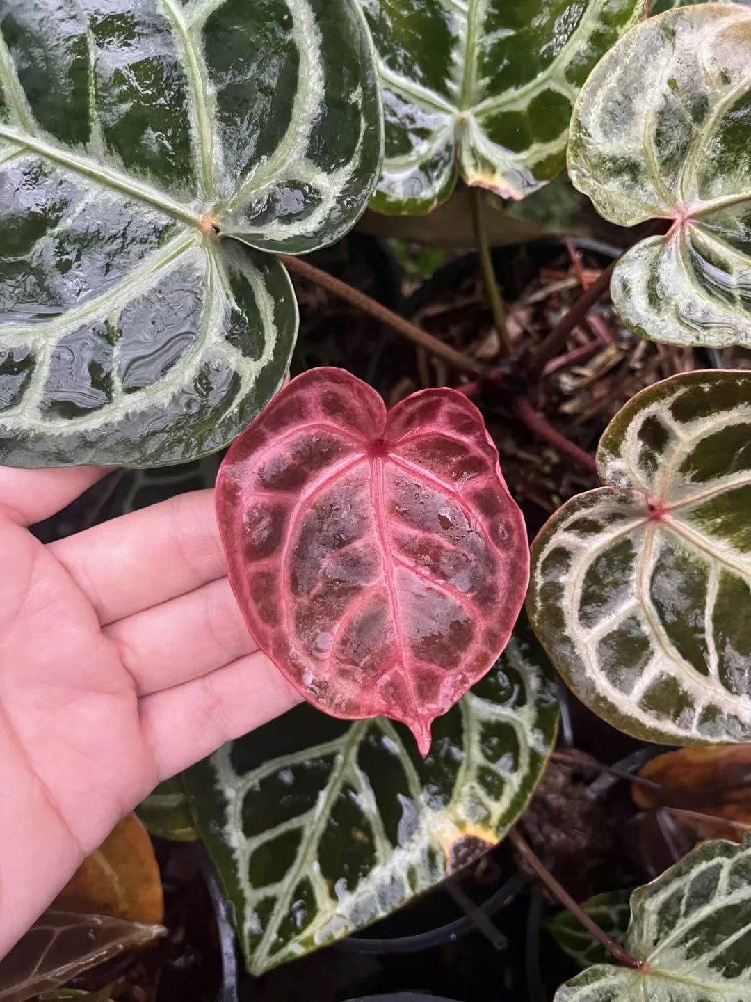 看👀这祸国的妖艳色！