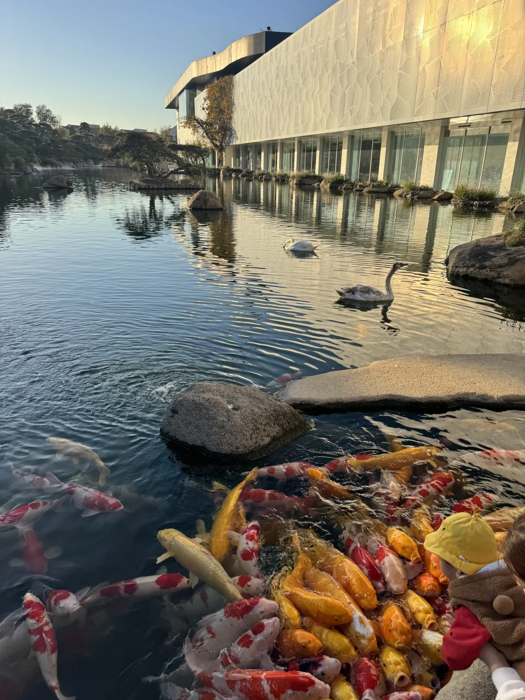 🦢在天然氧吧的下午茶