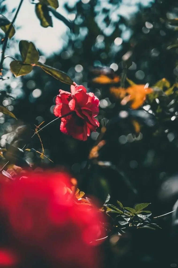 深红色的孤傲🌹