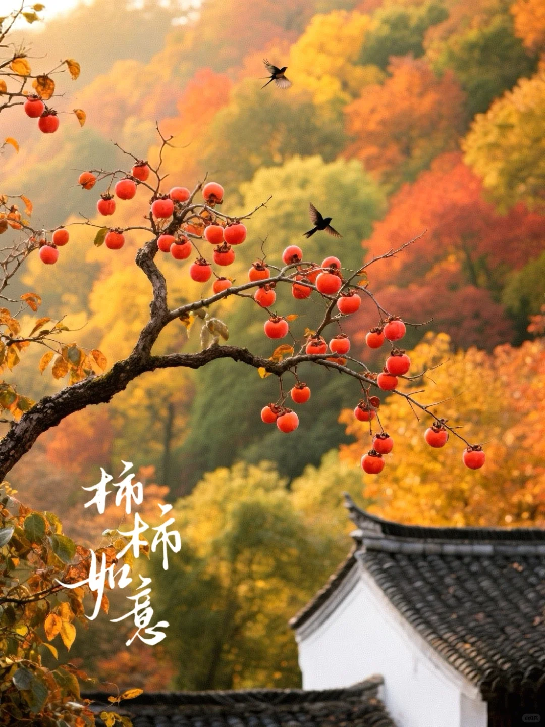 柿柿如意、早安。