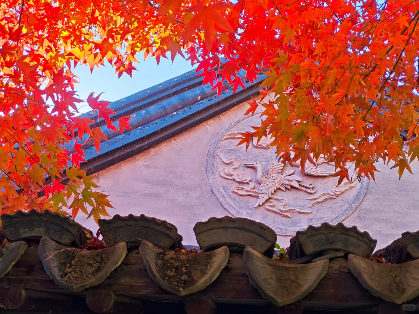 北平之秋，这颜色妖艳的完全不用加滤镜