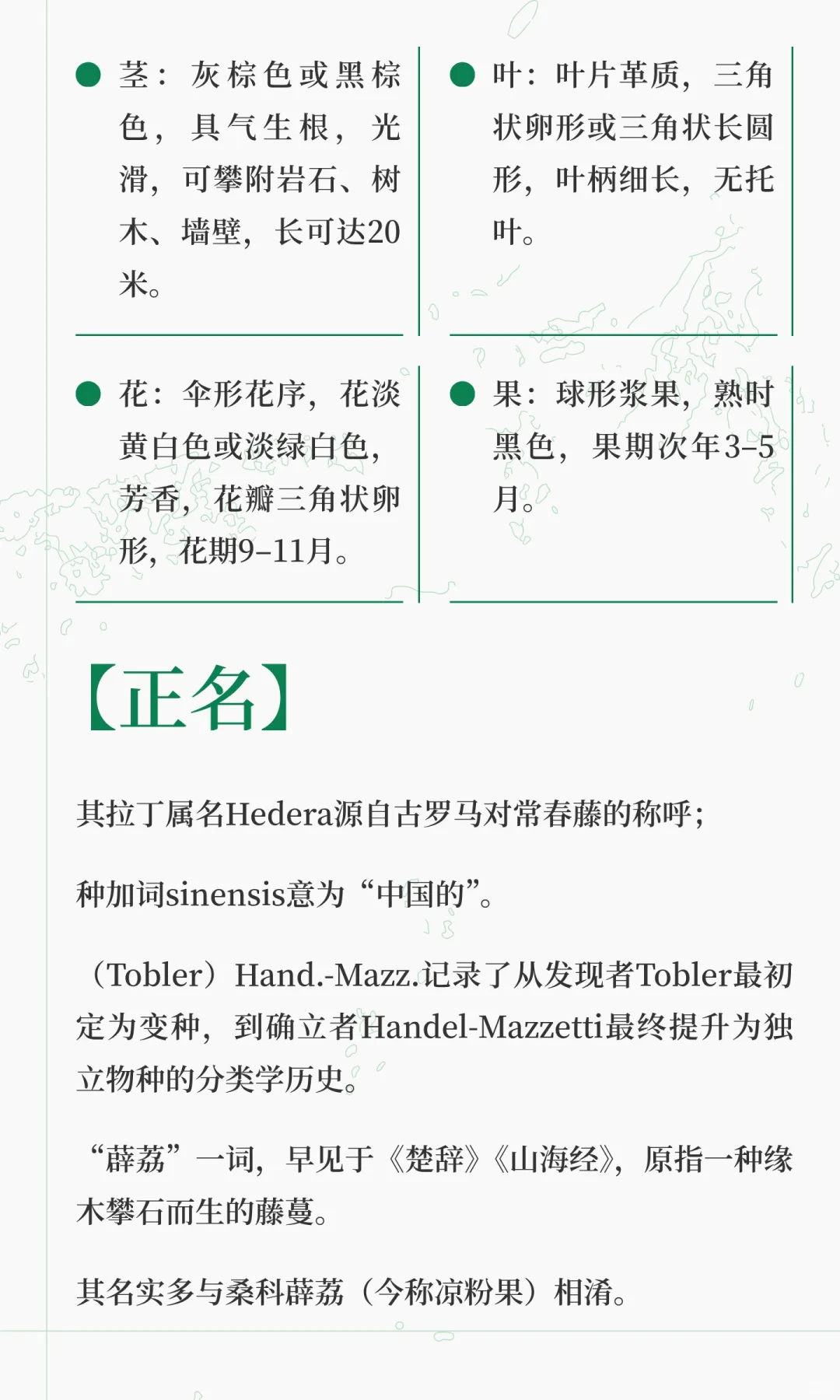 《楚辞》香草美人名录——薜荔（上篇）