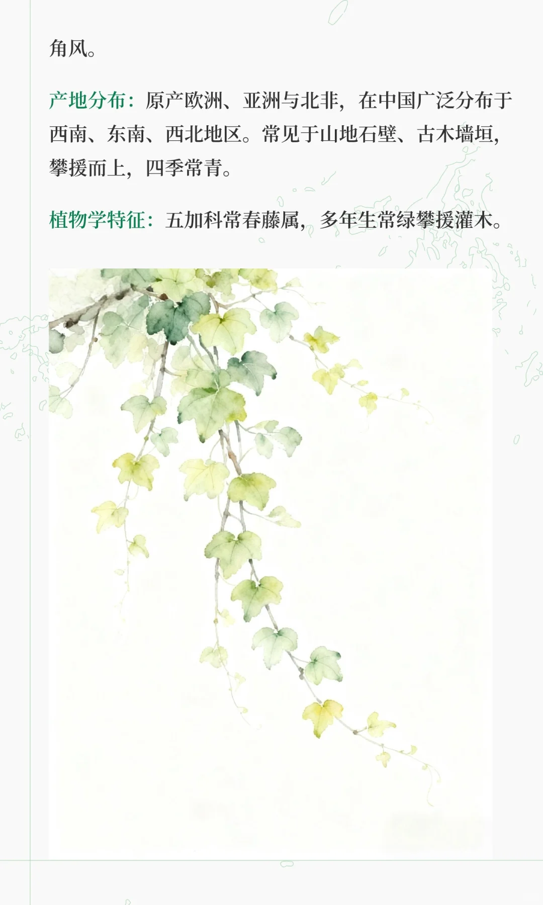 《楚辞》香草美人名录——薜荔（上篇）