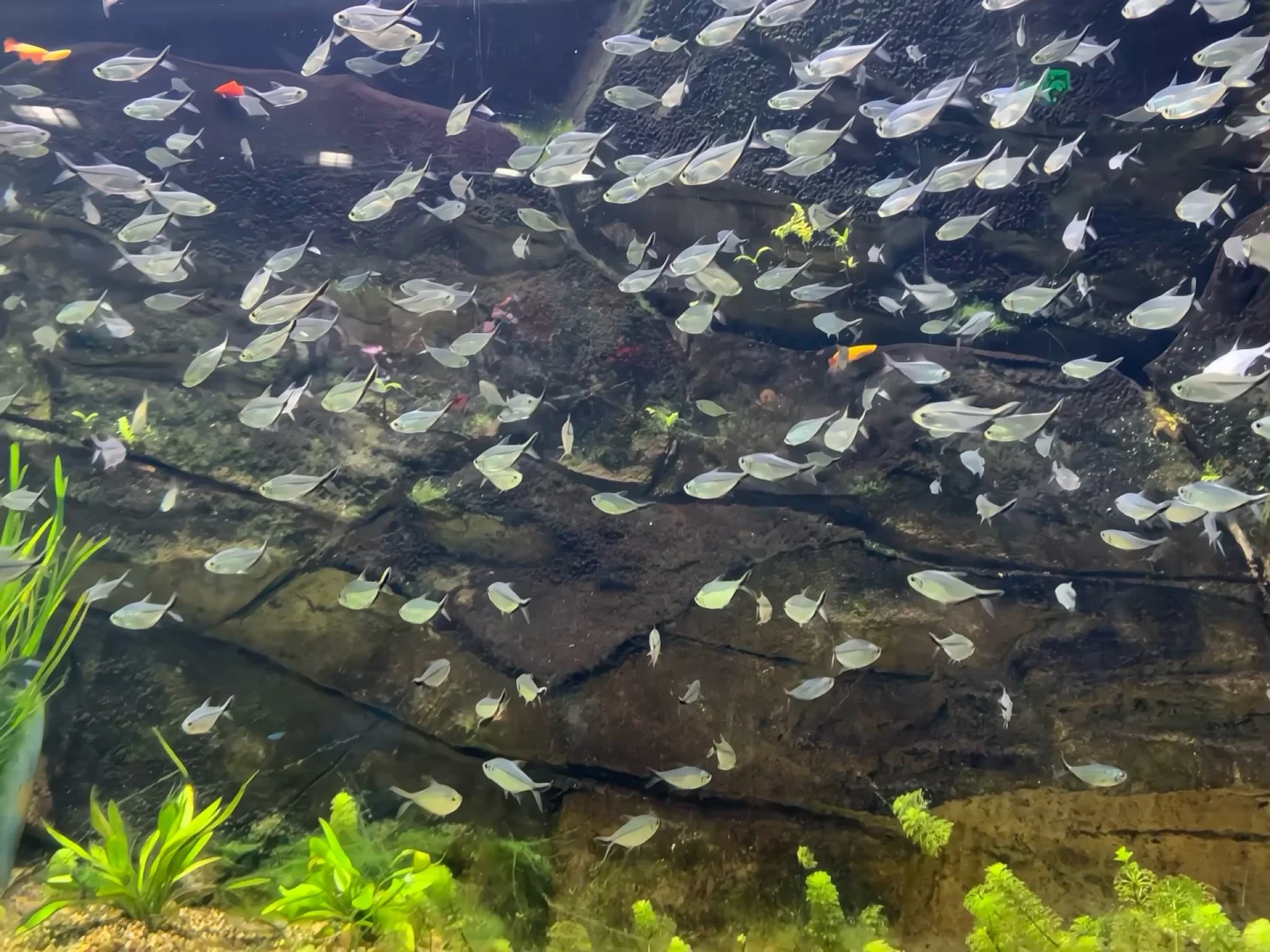 ISFJ 03女大｜当我开始享受我的大四校园生活