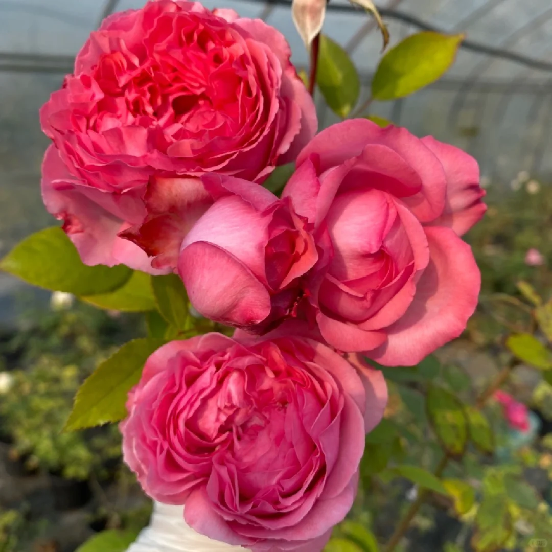 随手拍#伊芙妖艳