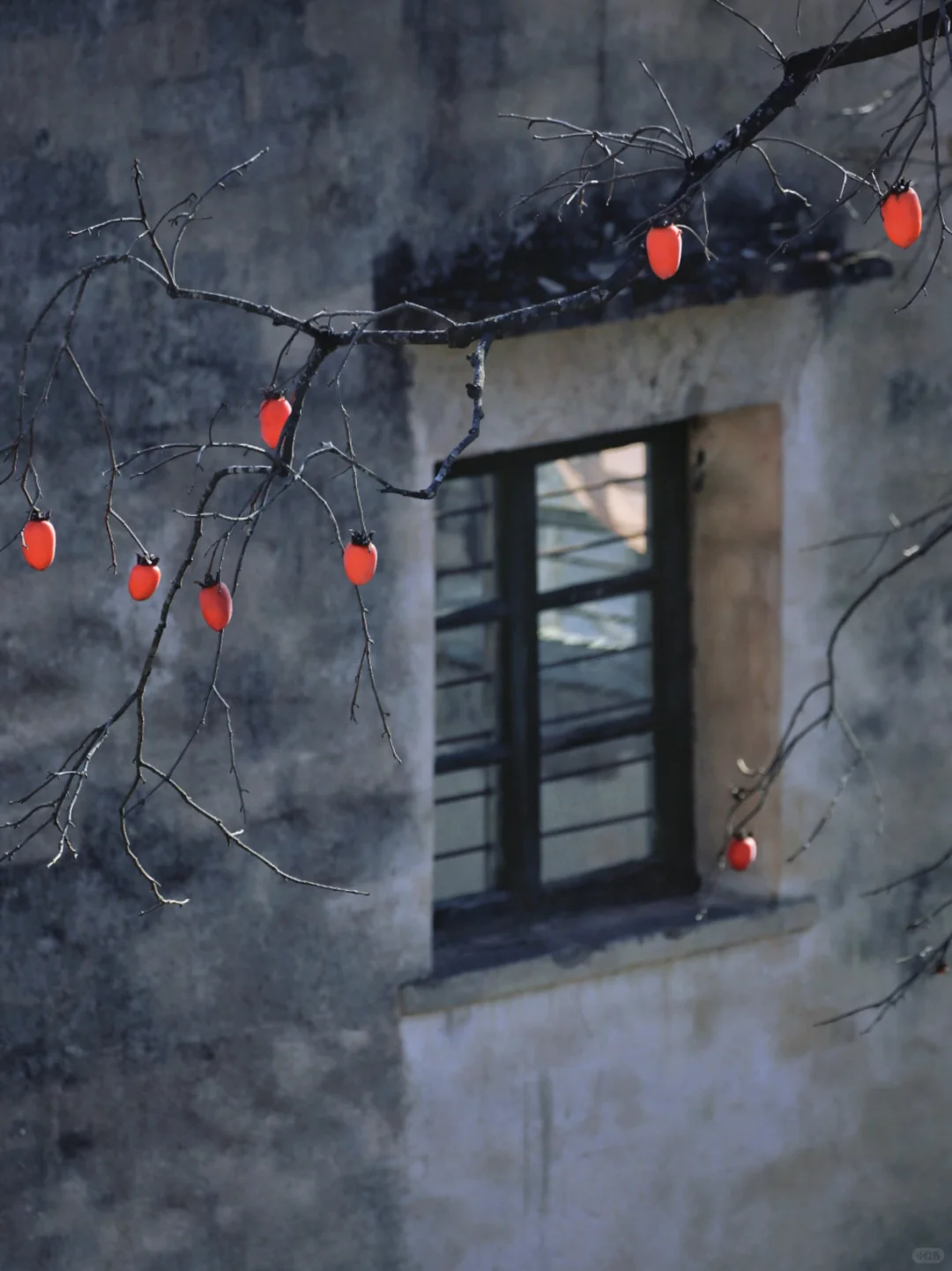 花柿灯如昼｜开始期待西炉村的柿子了。