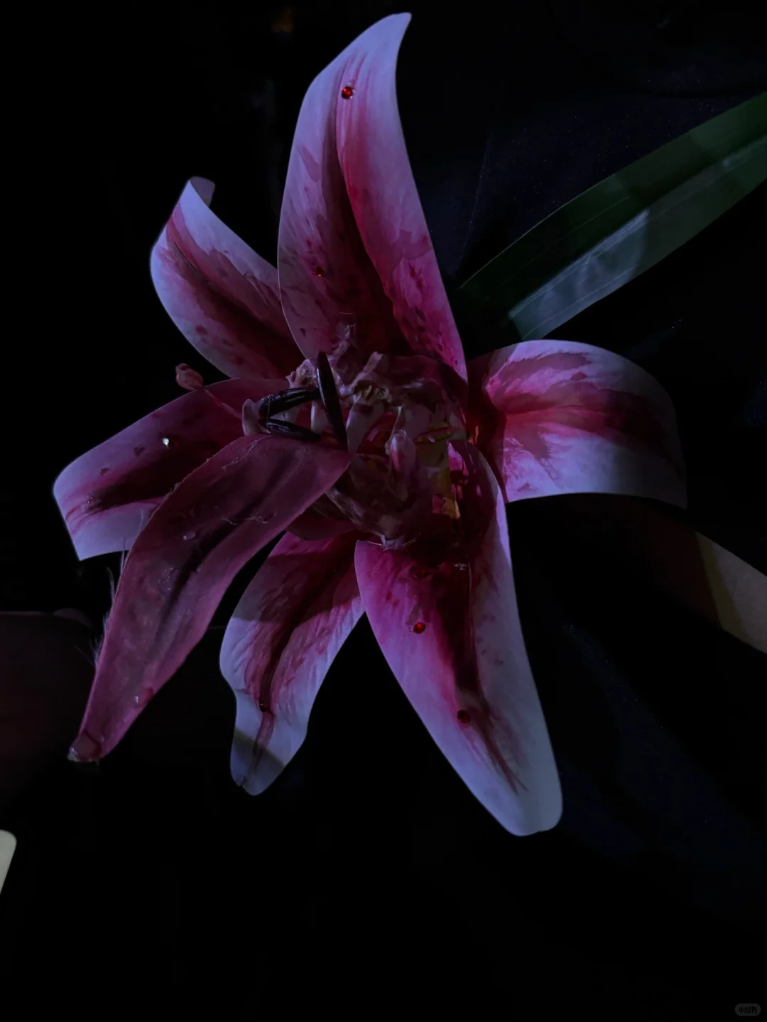 万圣节妆容🎃👻