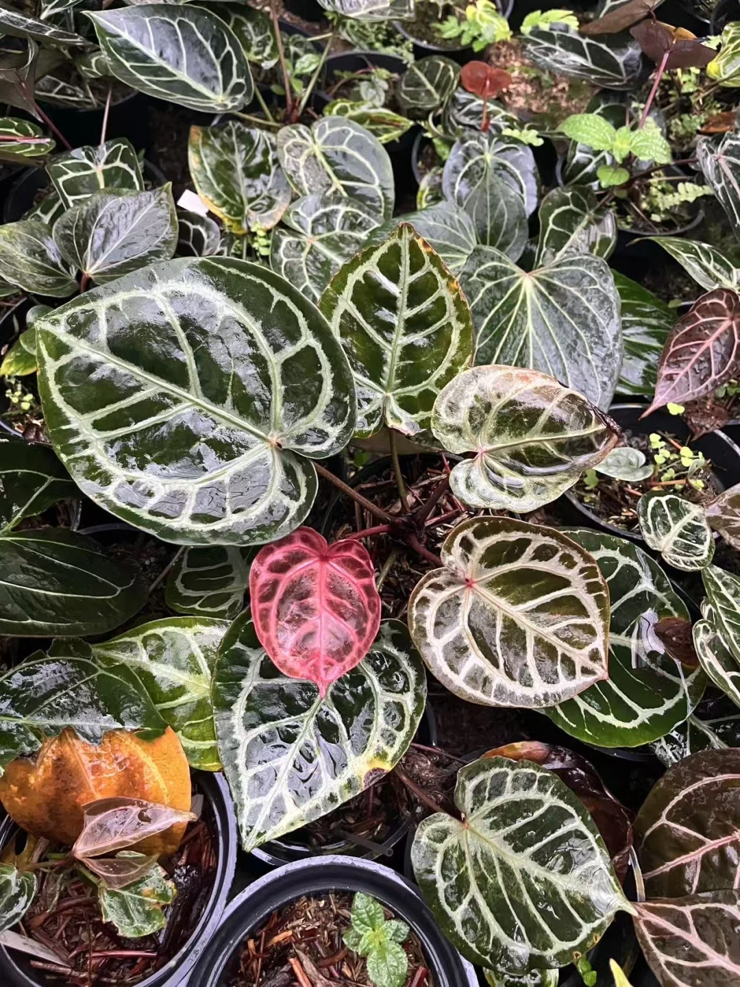 看👀这祸国的妖艳色！