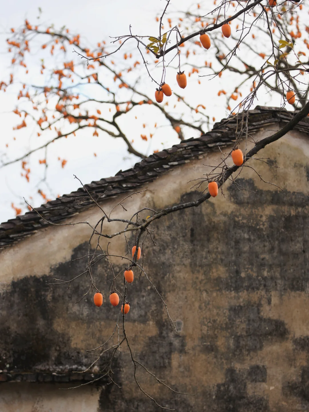 花柿灯如昼｜开始期待西炉村的柿子了。