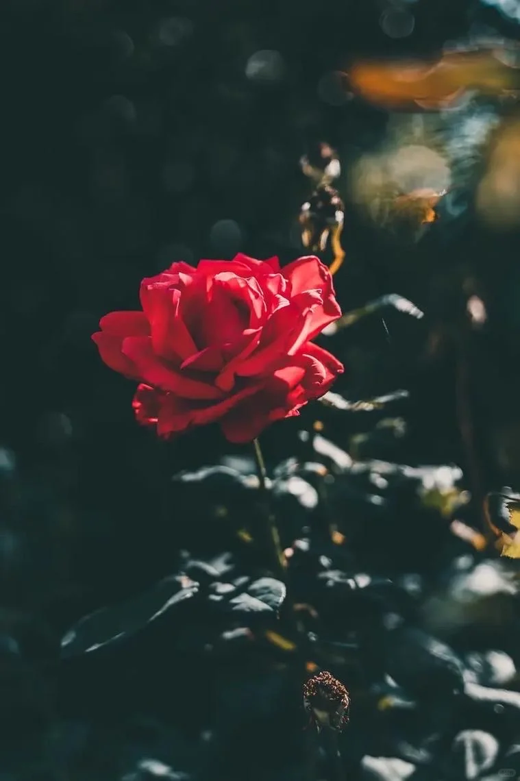 深红色的孤傲🌹