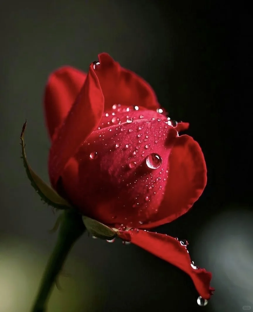 深红色的孤傲🌹