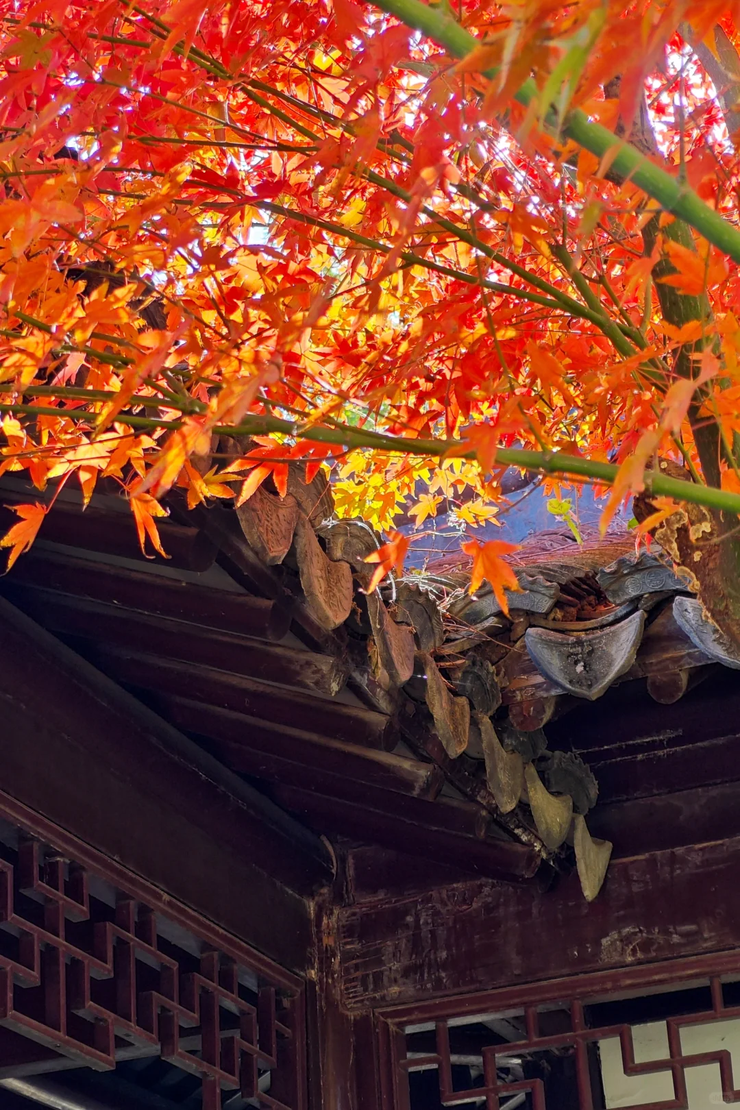 北平之秋，这颜色妖艳的完全不用加滤镜