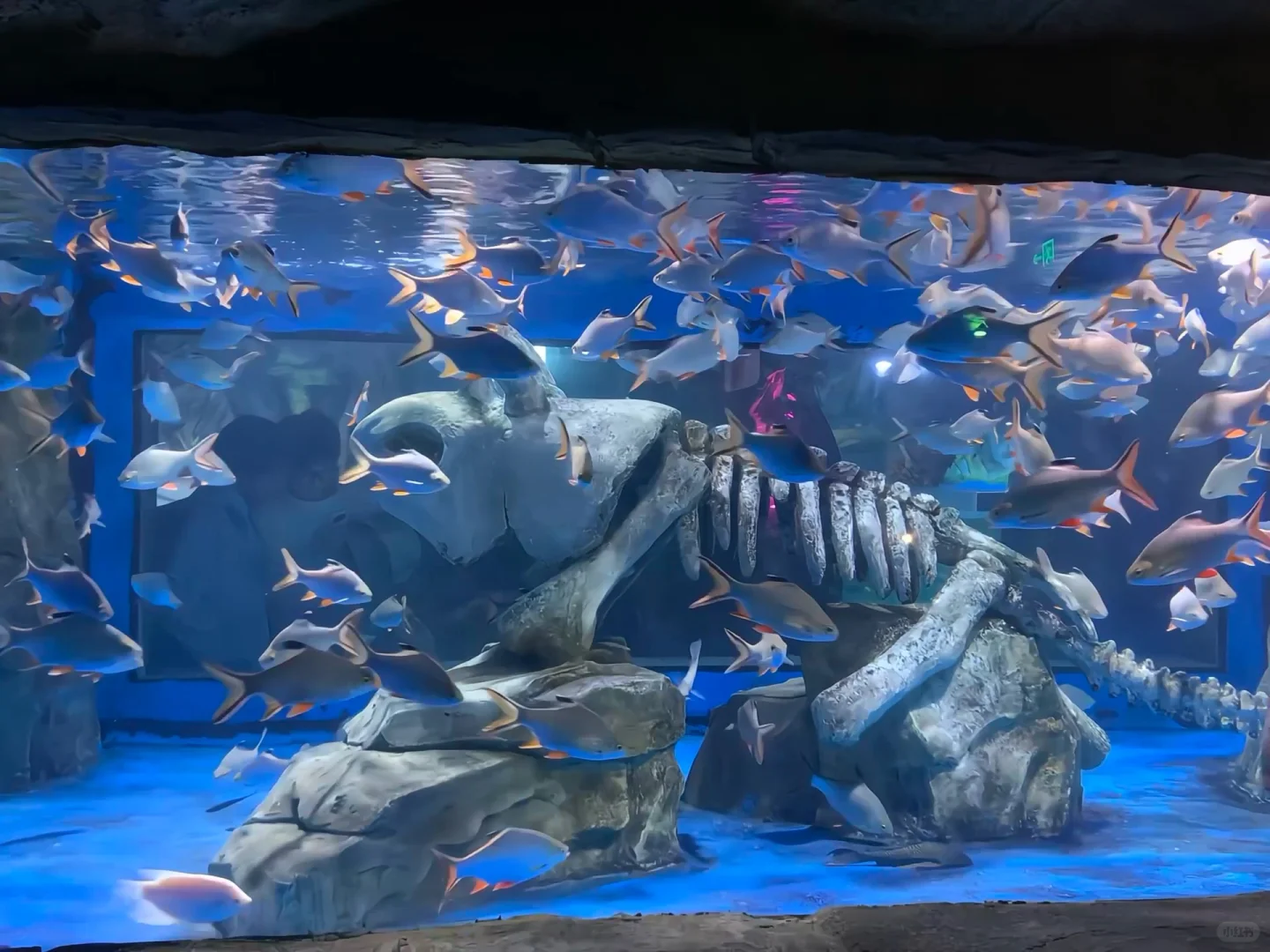 ISFJ 03女大｜当我开始享受我的大四校园生活