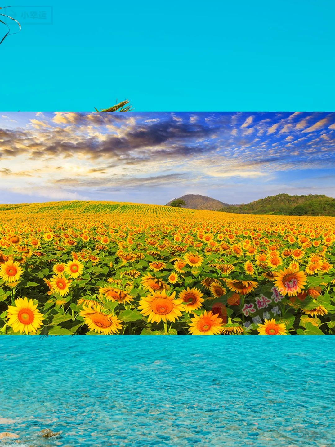 4K高清向日葵图片素材下载绝美花海壁纸