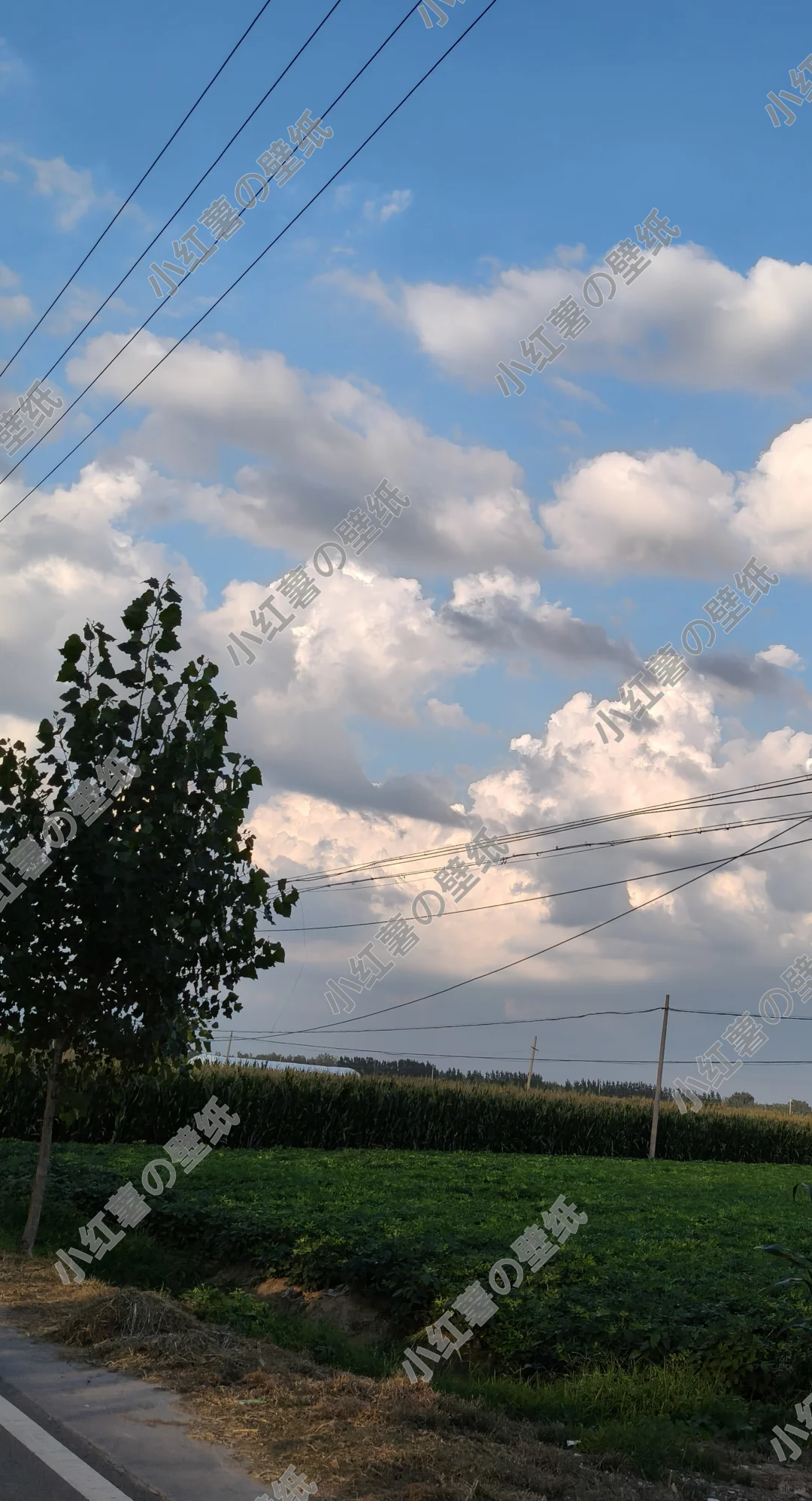 ，小红书の壁纸